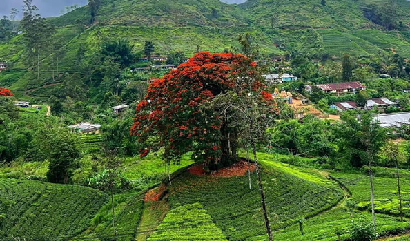 gallery slider image